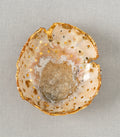 Northern Lights Ring Dish by G-005 gold-speckled ring dish with textured white resin, speckled glow